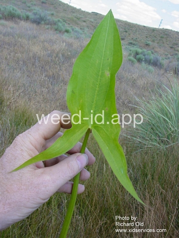 arrowhead, wedgeleaf